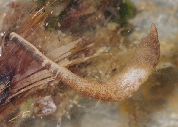 Phascolosoma stephensoni (Sipunculide)